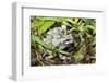 Gray Treefrog-Lynn M^ Stone-Framed Photographic Print