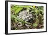 Gray Treefrog-Lynn M^ Stone-Framed Photographic Print