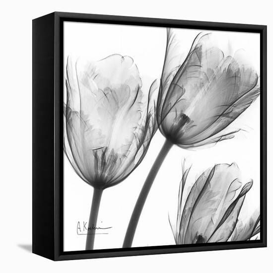 Gray Tulips-Albert Koetsier-Framed Stretched Canvas