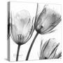 Gray Tulips-Albert Koetsier-Stretched Canvas