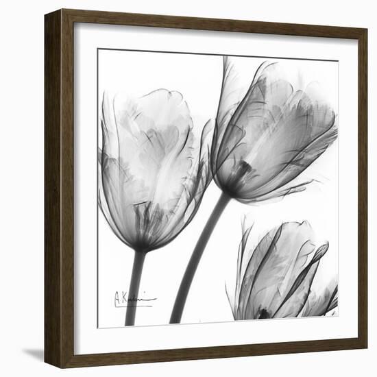 Gray Tulips-Albert Koetsier-Framed Art Print