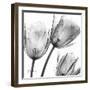 Gray Tulips-Albert Koetsier-Framed Art Print