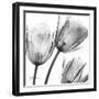 Gray Tulips-Albert Koetsier-Framed Art Print