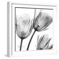 Gray Tulips-Albert Koetsier-Framed Art Print