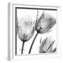 Gray Tulips-Albert Koetsier-Framed Art Print