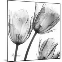 Gray Tulips-Albert Koetsier-Mounted Art Print