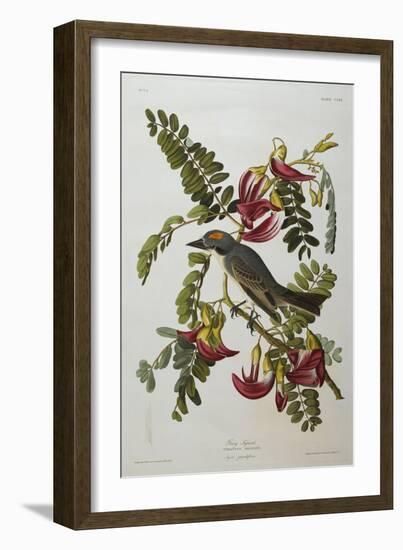 Gray Tyrant. Gray Kingbird (Tyrannus Dominicensis), from 'The Birds of America'-John James Audubon-Framed Giclee Print