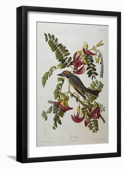 Gray Tyrant. Gray Kingbird (Tyrannus Dominicensis), from 'The Birds of America'-John James Audubon-Framed Giclee Print