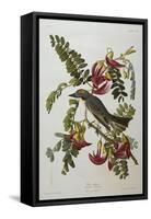 Gray Tyrant. Gray Kingbird (Tyrannus Dominicensis), from 'The Birds of America'-John James Audubon-Framed Stretched Canvas