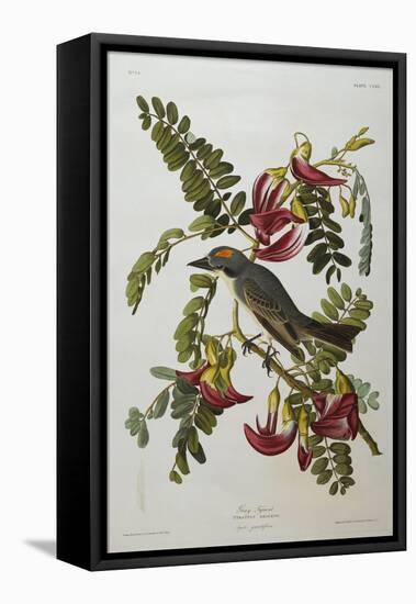 Gray Tyrant. Gray Kingbird (Tyrannus Dominicensis), from 'The Birds of America'-John James Audubon-Framed Stretched Canvas