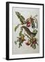 Gray Tyrant. Gray Kingbird (Tyrannus Dominicensis), from 'The Birds of America'-John James Audubon-Framed Giclee Print