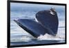 Gray Whale Diving, Hood Canal, Washington State-Ken Archer-Framed Photographic Print