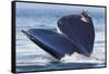 Gray Whale Diving, Hood Canal, Washington State-Ken Archer-Framed Stretched Canvas