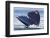 Gray Whale Diving, Hood Canal, Washington State-Ken Archer-Framed Photographic Print