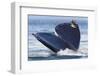 Gray Whale Diving, Hood Canal, Washington State-Ken Archer-Framed Photographic Print