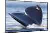 Gray Whale Diving, Hood Canal, Washington State-Ken Archer-Mounted Photographic Print