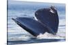 Gray Whale Diving, Hood Canal, Washington State-Ken Archer-Stretched Canvas