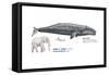 Gray Whale (Eschrichtius Robustus), Mammals-Encyclopaedia Britannica-Framed Stretched Canvas