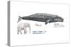 Gray Whale (Eschrichtius Robustus), Mammals-Encyclopaedia Britannica-Stretched Canvas