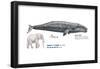 Gray Whale (Eschrichtius Robustus), Mammals-Encyclopaedia Britannica-Framed Poster