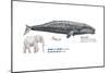 Gray Whale (Eschrichtius Robustus), Mammals-Encyclopaedia Britannica-Mounted Poster