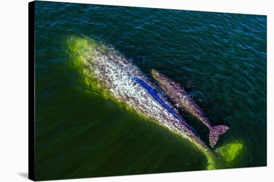 Gray whale mother and calf, Magdalena Bay, Mexico-Doc White-Stretched Canvas