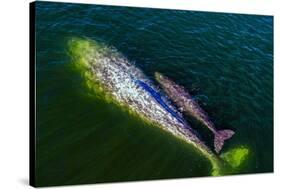 Gray whale mother and calf, Magdalena Bay, Mexico-Doc White-Stretched Canvas