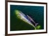 Gray whale mother and calf, Magdalena Bay, Mexico-Doc White-Framed Photographic Print