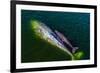 Gray whale mother and calf, Magdalena Bay, Mexico-Doc White-Framed Photographic Print