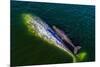 Gray whale mother and calf, Magdalena Bay, Mexico-Doc White-Mounted Photographic Print