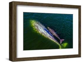 Gray whale mother and calf, Magdalena Bay, Mexico-Doc White-Framed Photographic Print