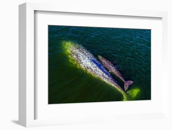 Gray whale mother and calf, Magdalena Bay, Mexico-Doc White-Framed Photographic Print