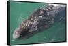 Gray Whale-DLILLC-Framed Stretched Canvas