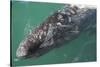 Gray Whale-DLILLC-Stretched Canvas
