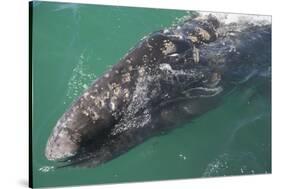 Gray Whale-DLILLC-Stretched Canvas