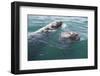 Gray Whale-DLILLC-Framed Photographic Print