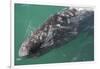Gray Whale-DLILLC-Framed Photographic Print