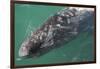 Gray Whale-DLILLC-Framed Photographic Print