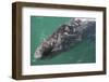 Gray Whale-DLILLC-Framed Photographic Print