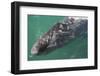 Gray Whale-DLILLC-Framed Photographic Print