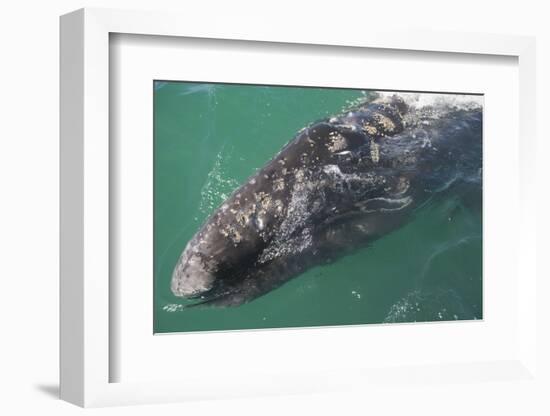 Gray Whale-DLILLC-Framed Photographic Print