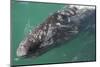 Gray Whale-DLILLC-Mounted Photographic Print