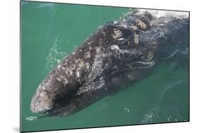 Gray Whale-DLILLC-Mounted Photographic Print