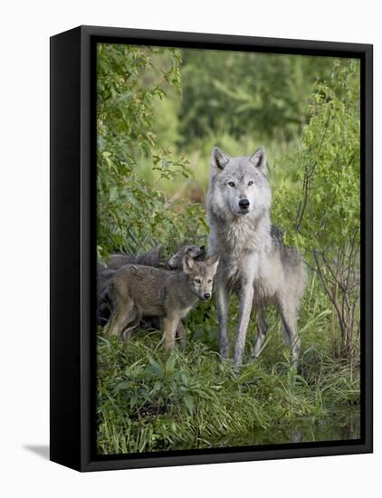 Gray Wolf Adult and Pups, in Captivity, Sandstone, Minnesota, USA-James Hager-Framed Stretched Canvas