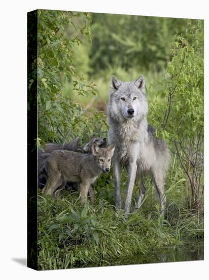 Gray Wolf Adult and Pups, in Captivity, Sandstone, Minnesota, USA-James Hager-Stretched Canvas