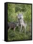 Gray Wolf Adult and Pups, in Captivity, Sandstone, Minnesota, USA-James Hager-Framed Stretched Canvas