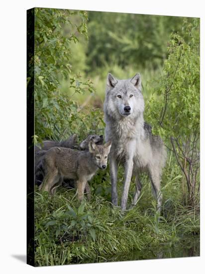 Gray Wolf Adult and Pups, in Captivity, Sandstone, Minnesota, USA-James Hager-Stretched Canvas