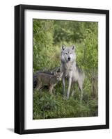 Gray Wolf Adult and Pups, in Captivity, Sandstone, Minnesota, USA-James Hager-Framed Photographic Print