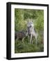 Gray Wolf Adult and Pups, in Captivity, Sandstone, Minnesota, USA-James Hager-Framed Photographic Print