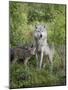 Gray Wolf Adult and Pups, in Captivity, Sandstone, Minnesota, USA-James Hager-Mounted Photographic Print